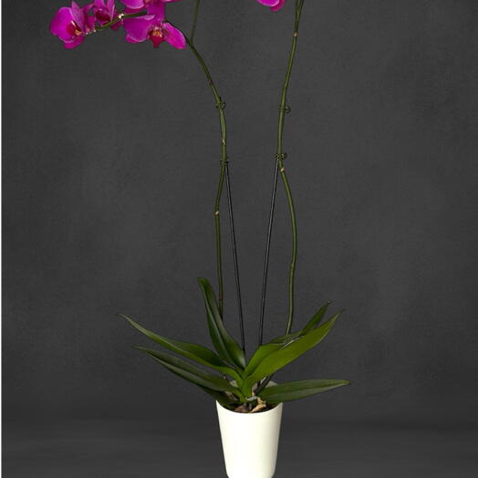 Stunning Orchids / Роскошная орхидея Фалеонопсис