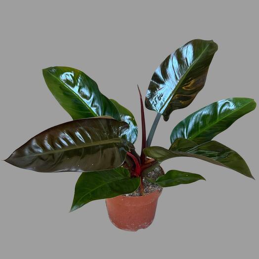 Beautiful large philodendron