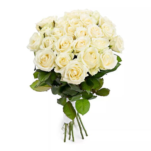 25 roses blanches