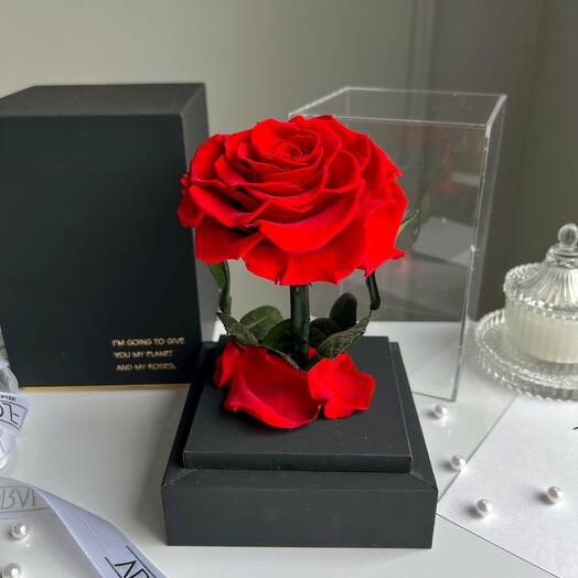 Ewige rote Rose im schwarzen Acryltower