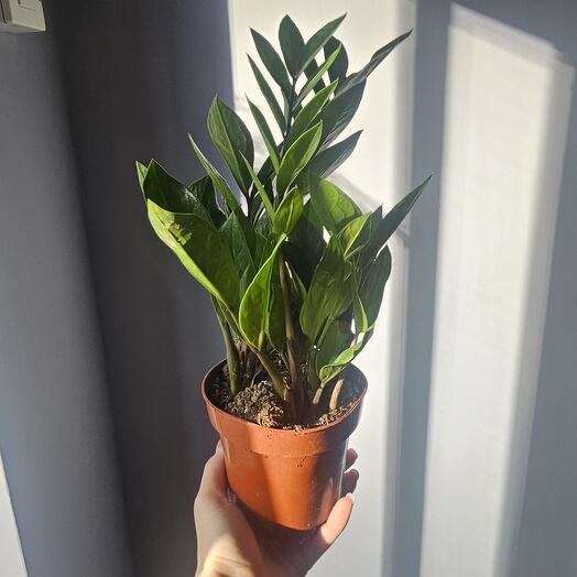 Zamioculcas