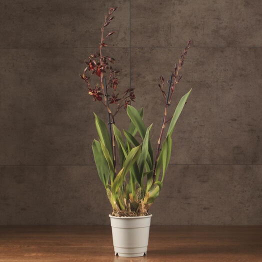 Комнатное растение Орхидея Камбрия Блэк Кэт чёрная