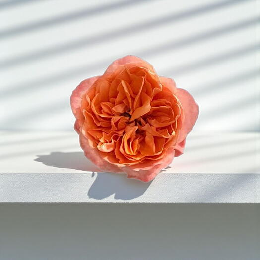 Peony Garden Roses (Mixed Colours), Price is indicated per stem