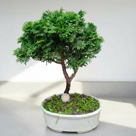 Bonsai Cipres Zen Miniatura