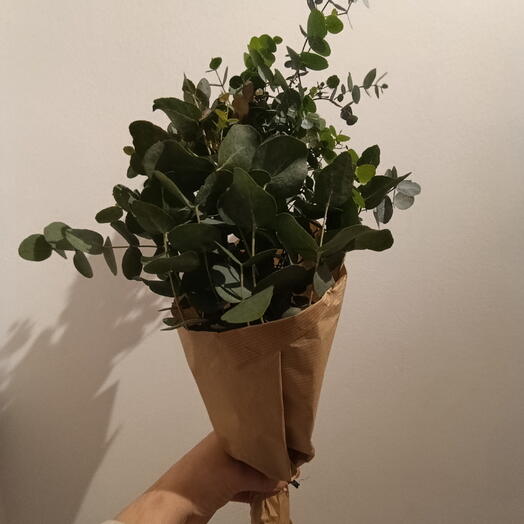 Bouque A La Carte Eucalyptus Dolar