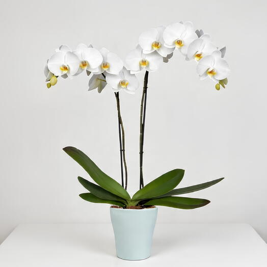 Orquidea Blanca 2 varas