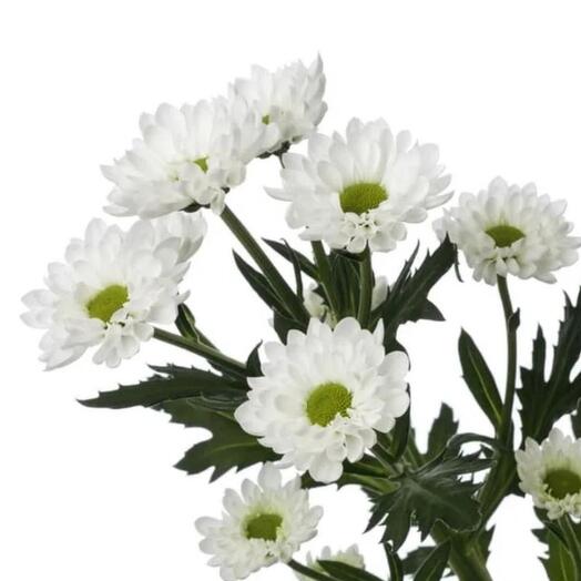 Bush chrysanthemum