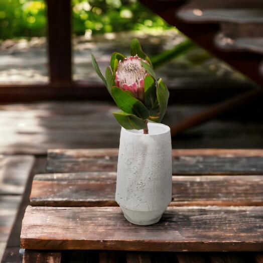 Proteas (Mixed Colours), price per piece