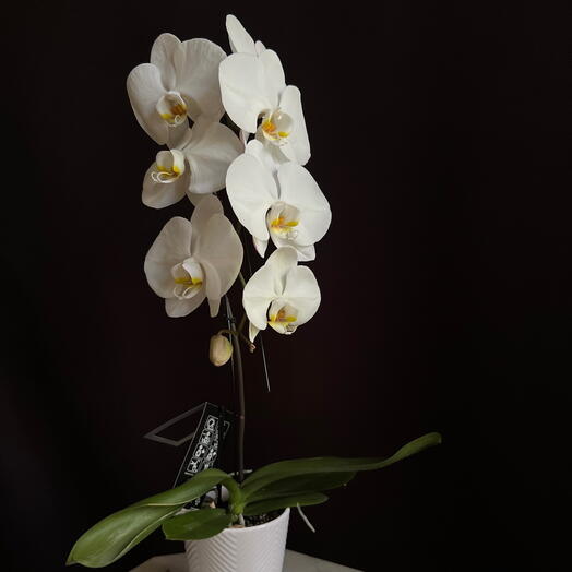 Orchid 🦢 Phalaenopsis