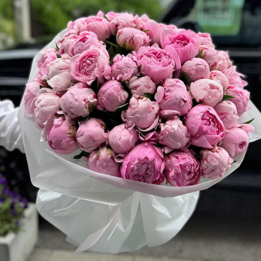 51 голландский пион