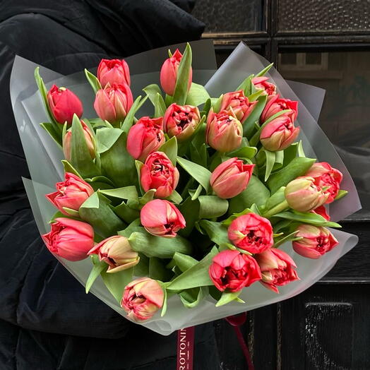 Red tulip 25