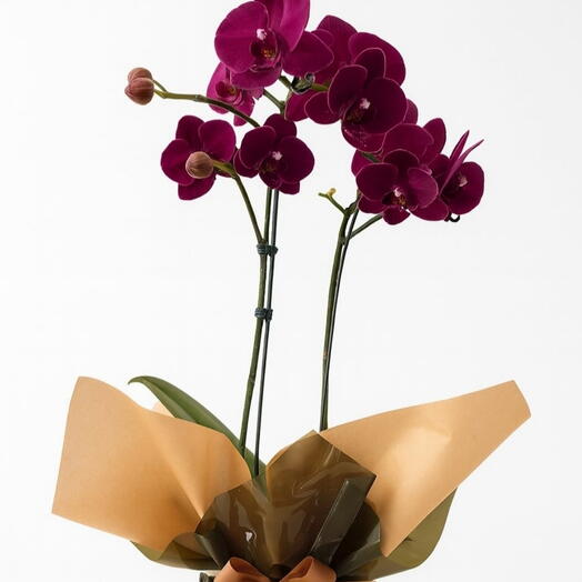 Planta Orquidea Blusa Fucsia