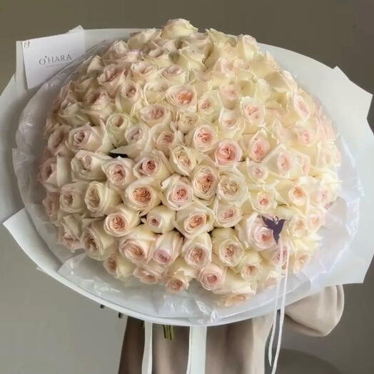 Wonderful Cream O Hara XXL