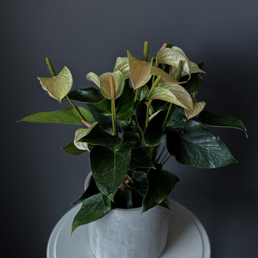 Anthurium – 6" Pot