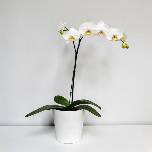 Orquidea Blanca 1 vara