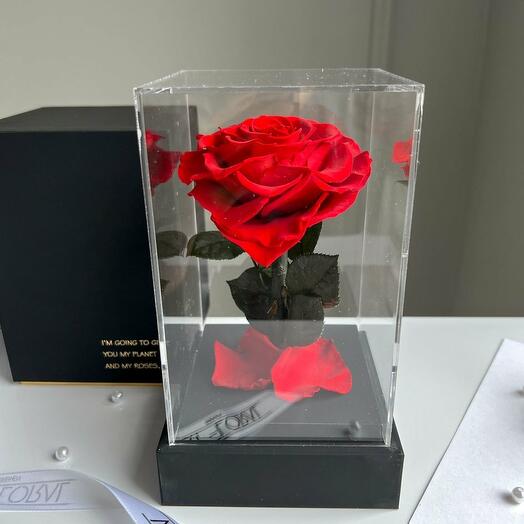 Ewige rote Herz-Rose im schwarzen Acryltower