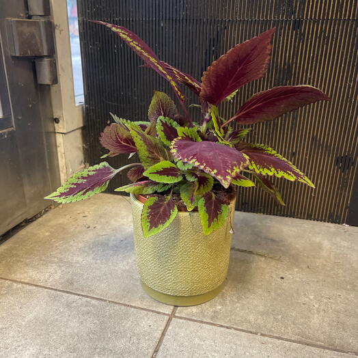 Palettblad med kruka