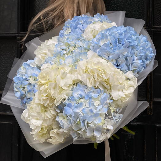 Hortensia blue white 11