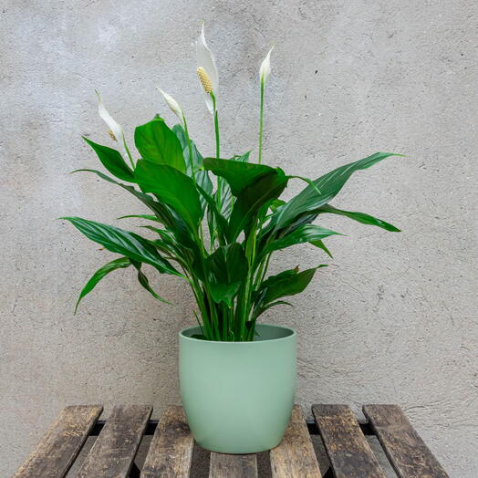 Spathiphyllum in a green ceramic pot