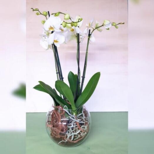 Orchids plants 4 stems in glass bowl