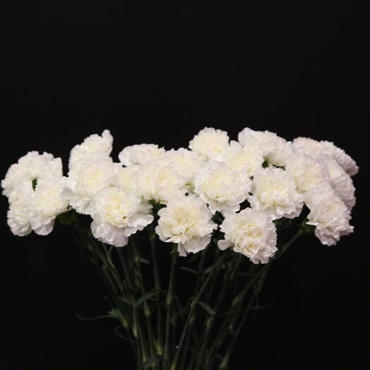 White carnations