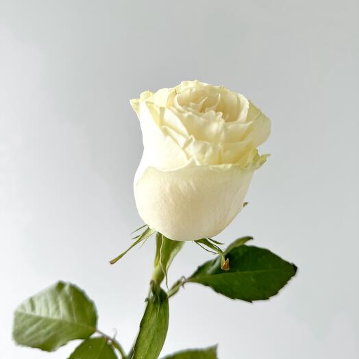 White rose 70cm