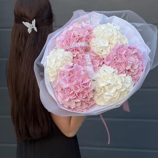 Hydrangea pink   white