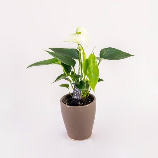 White Flamingo Flower