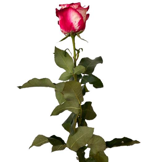 Rose of Ecuador Magic Times