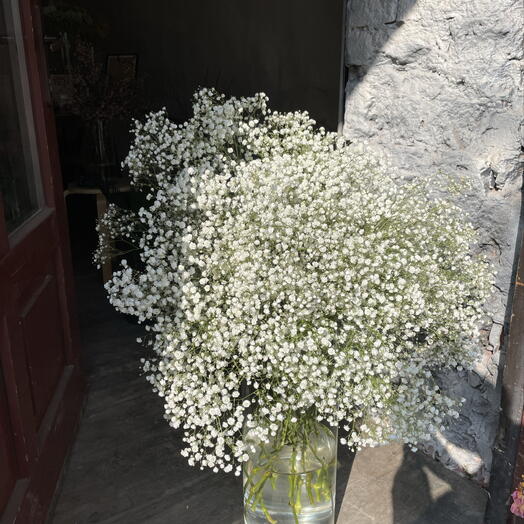 Ramo de gipsofila blanca