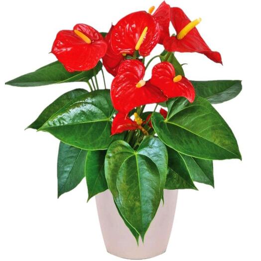 Anthurium, the plant of love