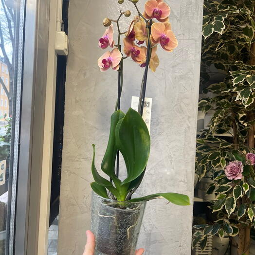 Orkide med glas kruka