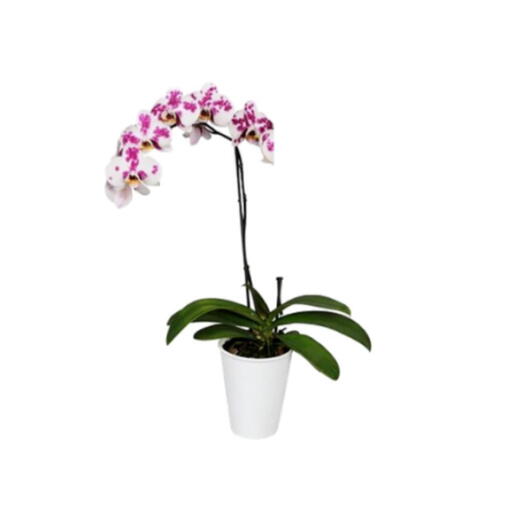 Orquidea Moteada 1 vara