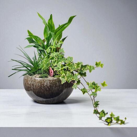 "Mini Gramma s Garden"