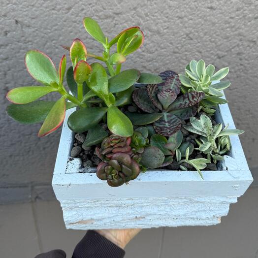 Arrangement with succulents and a lucky tree