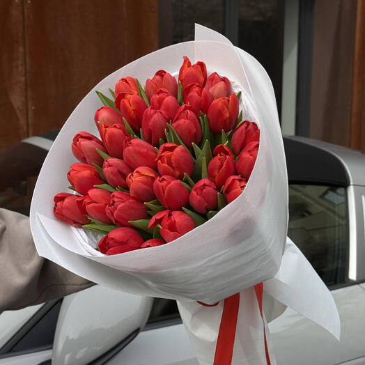 Tulpen rot 31st