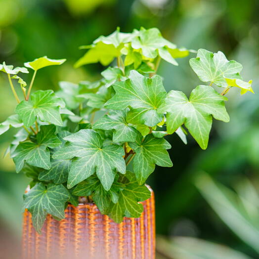 Hedera helix  Harlekin  ~ 15 cm