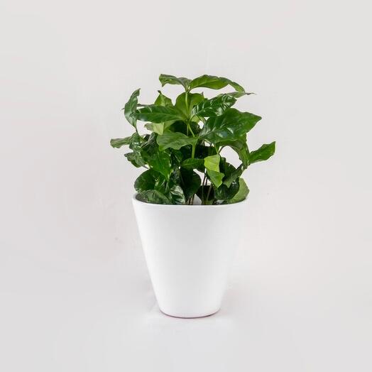 Potted Coffee Plant