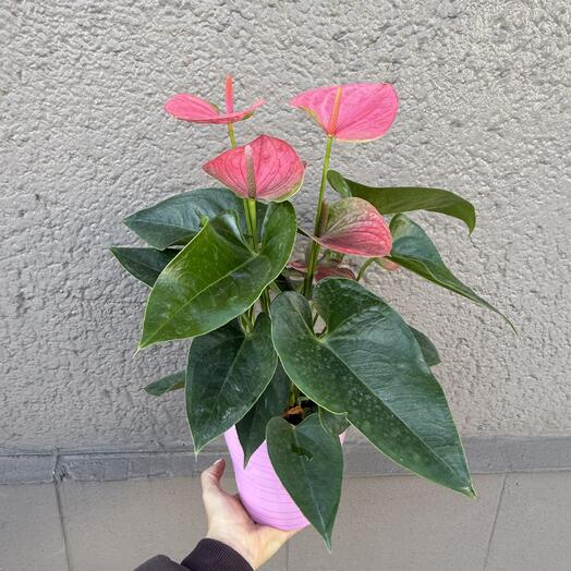 Pink anthurium in a pink ceramic pot