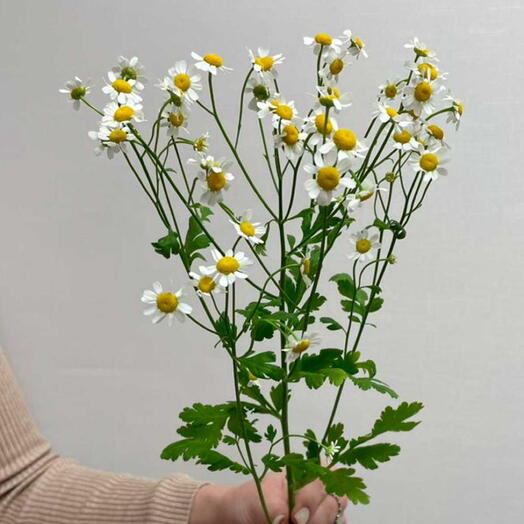Thanacetum