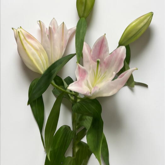 Lilium pink