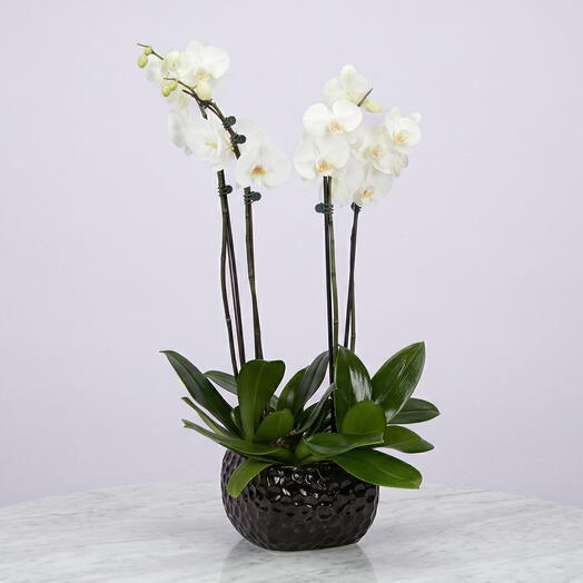 Ayın Taç Yaprakları