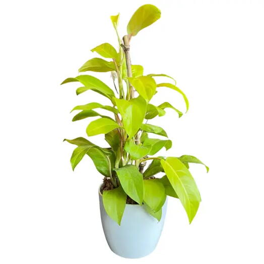 PLANTA PHILODENDRON LEMON