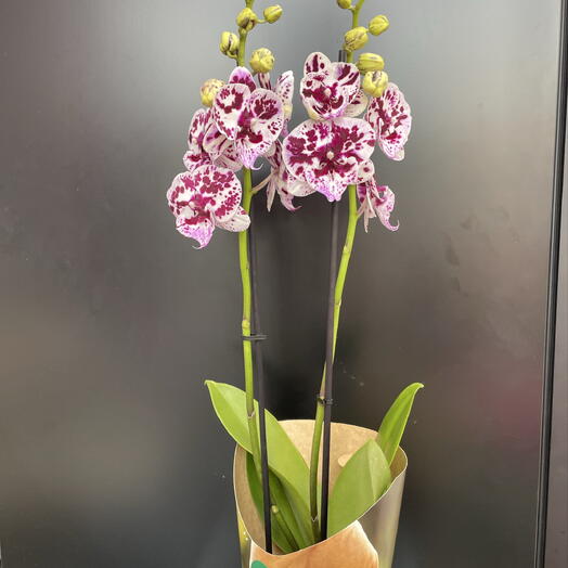 Phalaenopsis