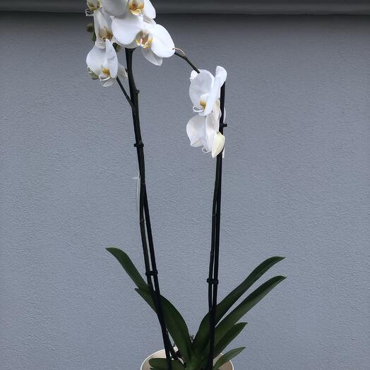 Orhidee valge