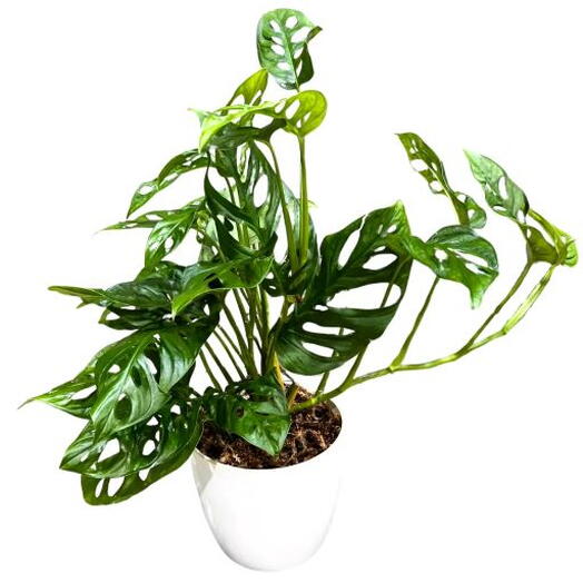 PLANTA PHILODENDRON PERUVIANO