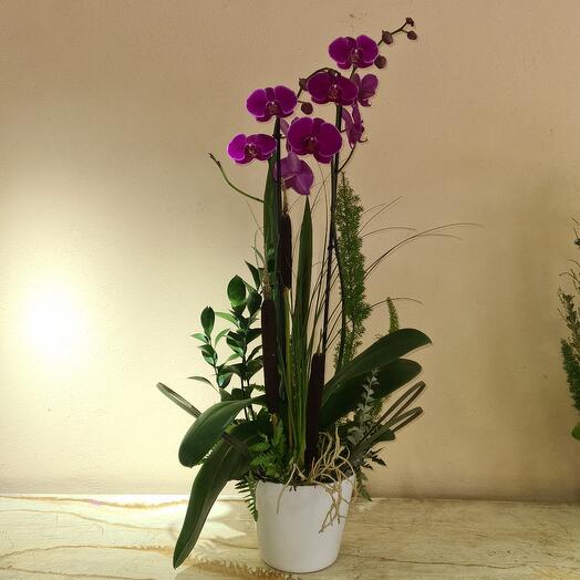 Orquidea morada