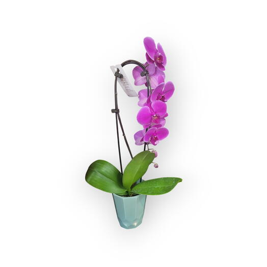Indoor plant, waterfall orchid