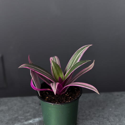 Tradescantia ‘Tricolor  – 4 Pot