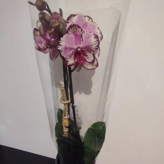 Vaso Orquidea Coleção Riscas Fuksia